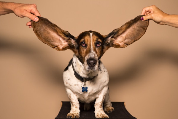 A basset hound with ears held aloft.