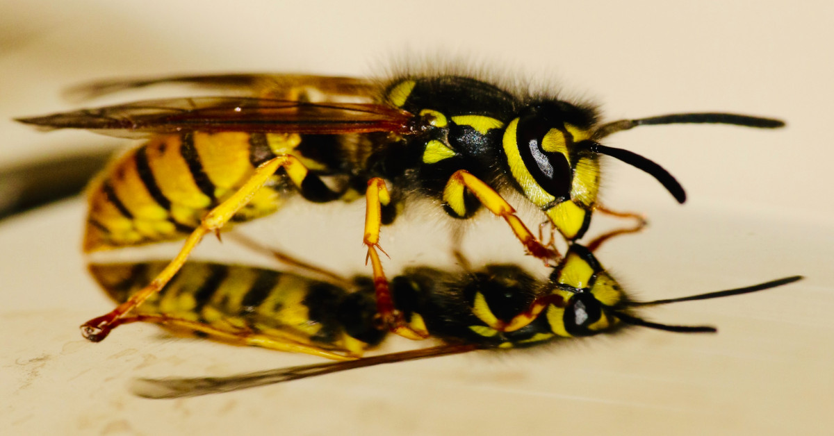 A wasp on a reflective surface.