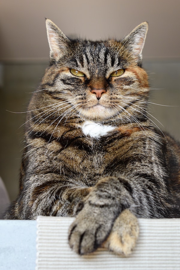 An angry looking cat with crossed paws.