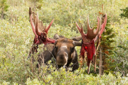 A moose with with bloody antlers as the velvet is falling away. (I would credit this if I could find the source)